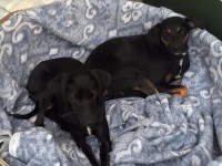 /album/gouden-mandje-gevonden/livia-en-ronda-jpg1/